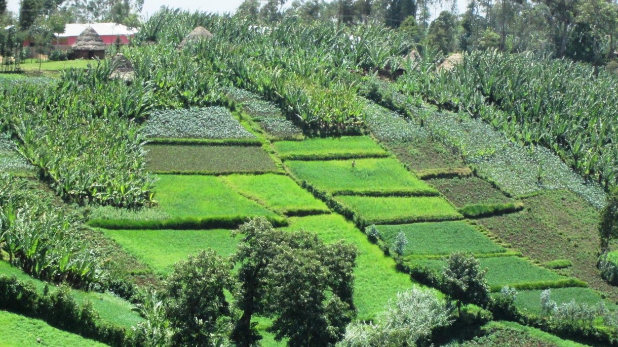 Projet d’agriculture familiale en Éthiopie  Les Maisons du Voyage